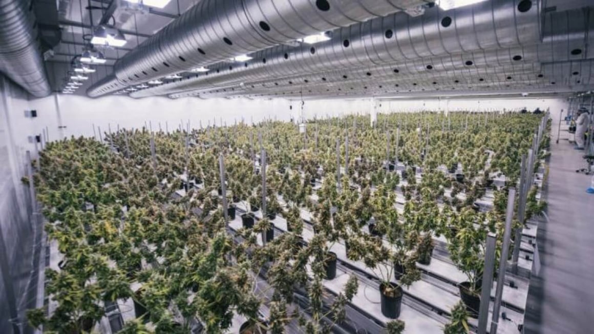 Bedrocan Canadian grow operation