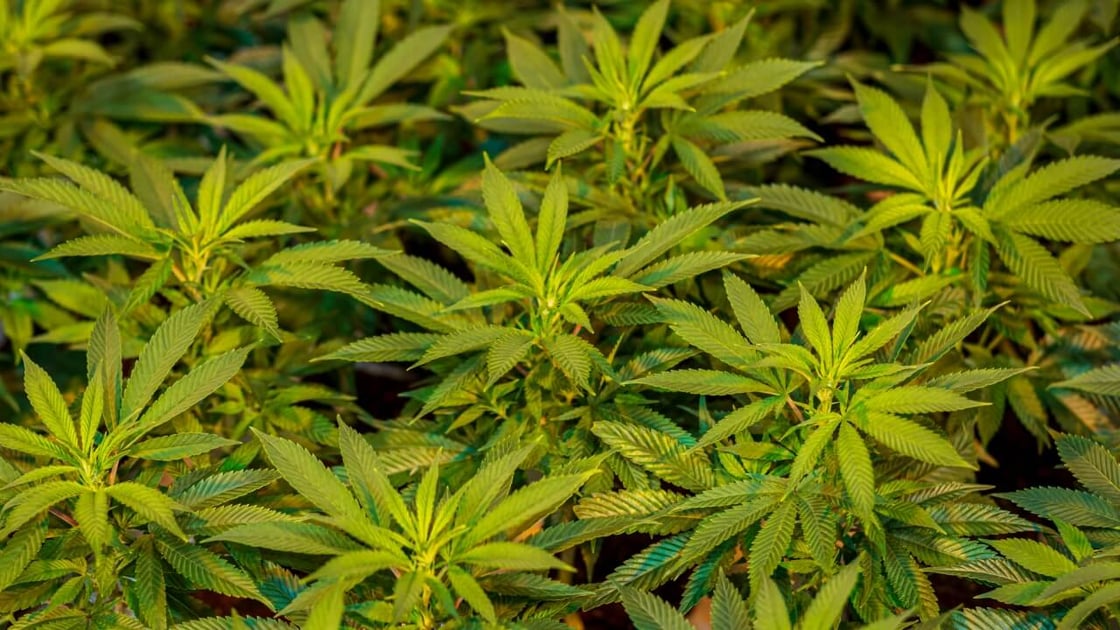 Canadian cannabis cultivation