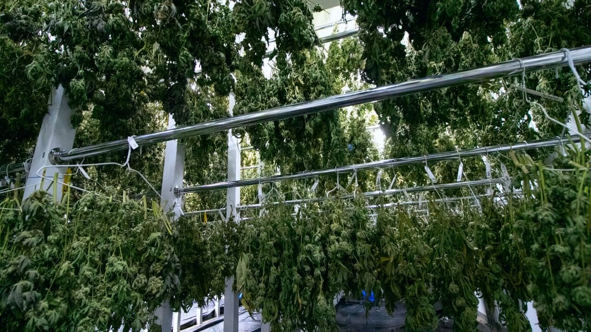 Flower-buds-nuggets-drying-rack