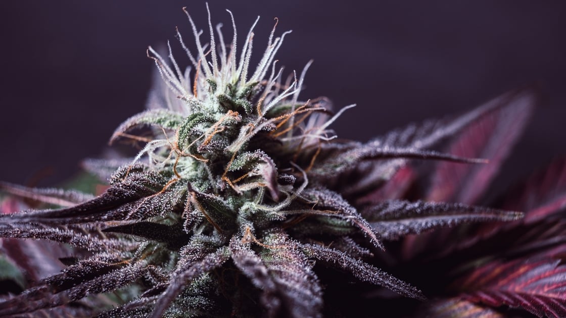 Flowering plant, flower, bud