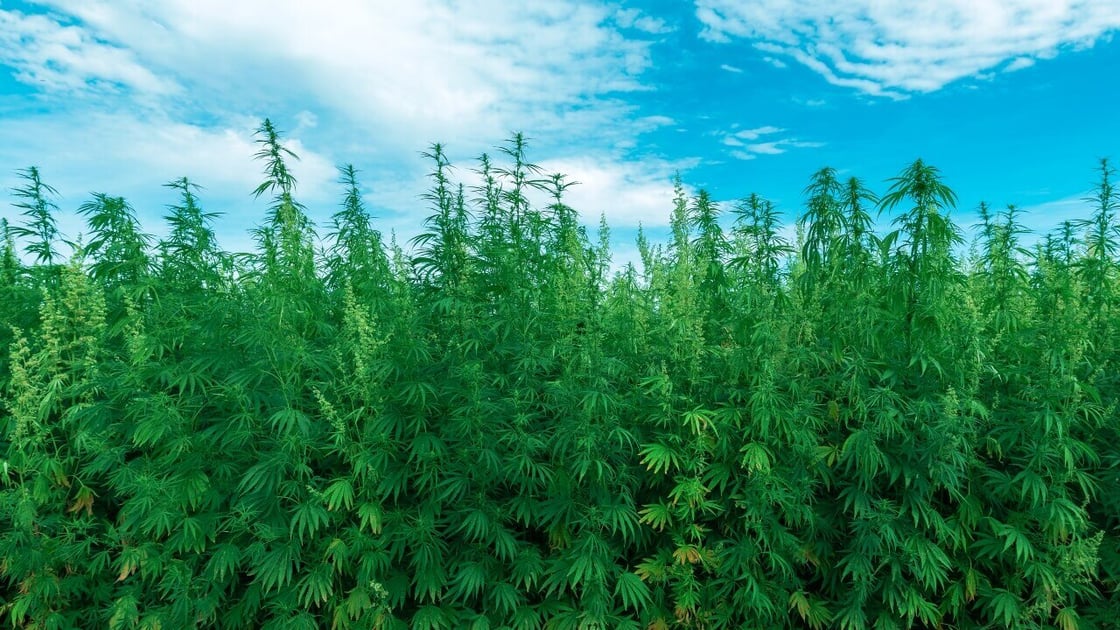 Hemp field (1)