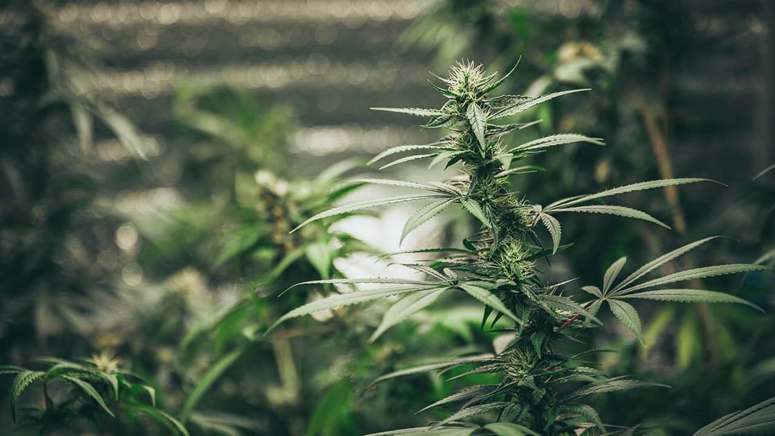 hemp