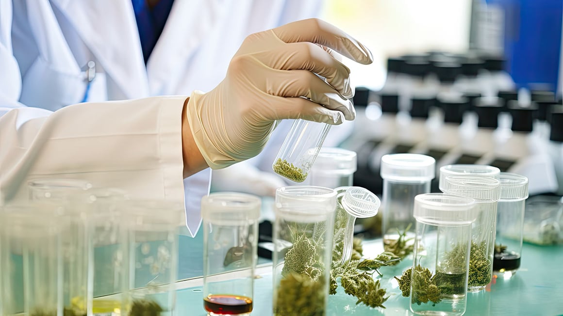 Lab cannabis testing stock image