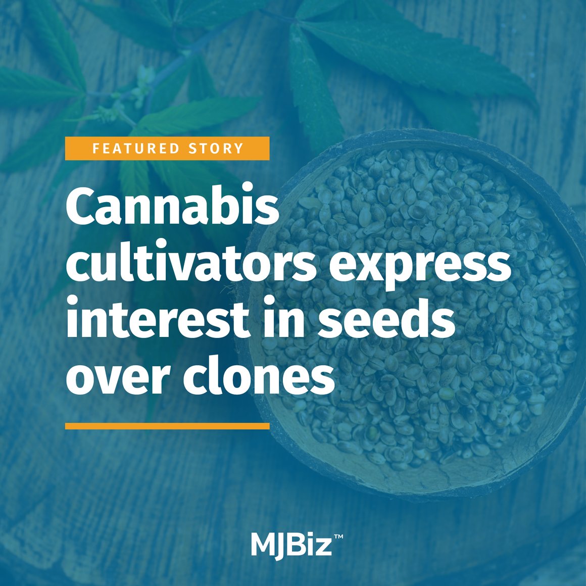 Cannabis cultivators express interest in seeds over clones