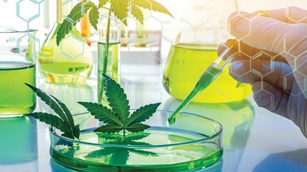 cannabis-research-1-1